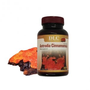 Nấm ngưu chương chi - Cứu tinh của lá Gan